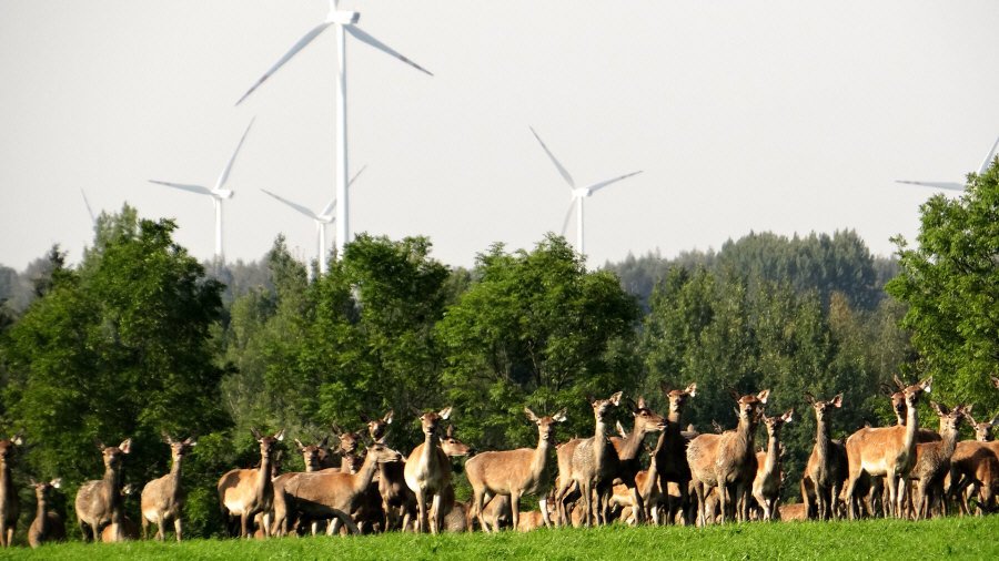 RUDZIE hodowlana ferma jeleni w Polsce produkcja materiału hodowlanego zarodowego 02