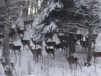 RUDZIE hodowlana ferma jeleni w Polsce produkcja materiału hodowlanego zarodowego