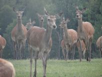 RUDZIE hodowlana ferma jeleni w Polsce produkcja materiału hodowlanego zarodowego